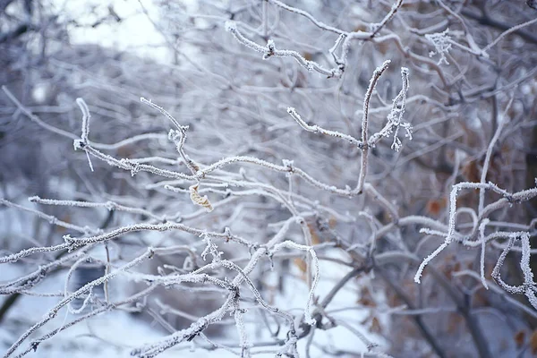 Ramos Cobertos Com Fundo Geada Paisagem Abstrata Neve Inverno Natureza — Fotografia de Stock