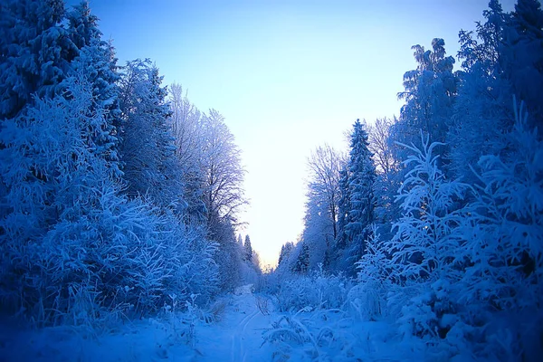 Zimowy Las Krajobraz Pokryty Śniegiem Grudzień Boże Narodzenie Natura Białe — Zdjęcie stockowe