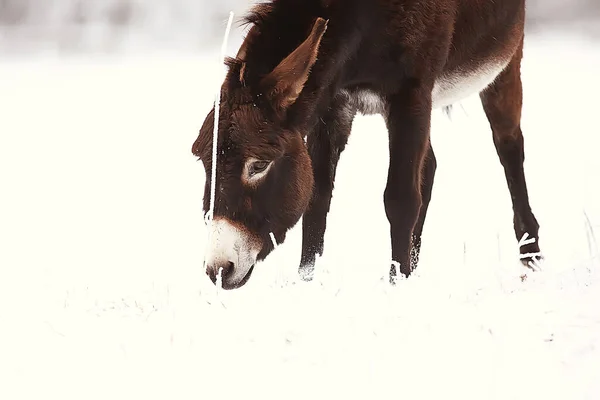 冬野地里的马冻土 牧场里的圣诞节假期 — 图库照片