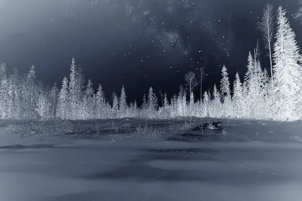 크리스마스 눈덮인 숲에서 새해의 — 스톡 사진