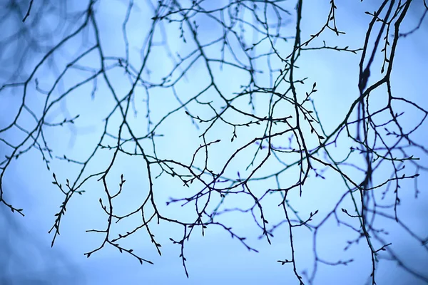 Zweige Ohne Blätter Abendherbst Abstrakte Saisonale Hintergrund Traurigkeit — Stockfoto