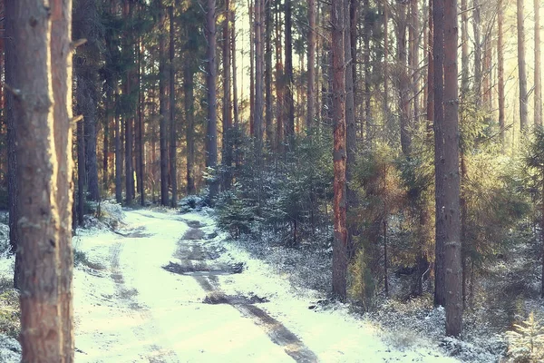 Winter Bos Landschap Bedekt Met Sneeuw December Kerst Natuur Witte — Stockfoto
