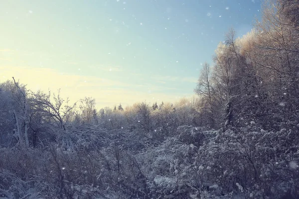 Branches Couvertes Givre Paysage Abstrait Neige Hiver Nature Givre — Photo