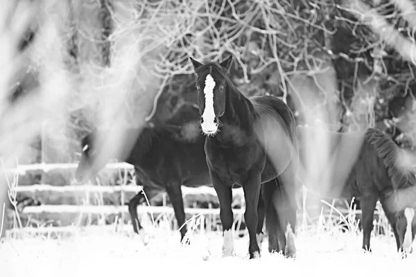 말들은 들판에서 겨울을 크리스마스 휴일은 목장에서 보낸다 — 스톡 사진