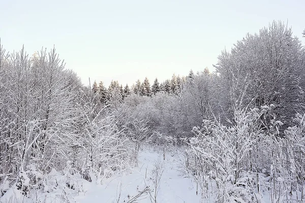 Inverno Paisagem Florestal Coberta Neve Dezembro Natal Natureza Fundo Branco — Fotografia de Stock