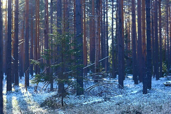 Landskap Vinter Skog Säsong Vacker Utsikt Snöig Skog December Natur — Stockfoto