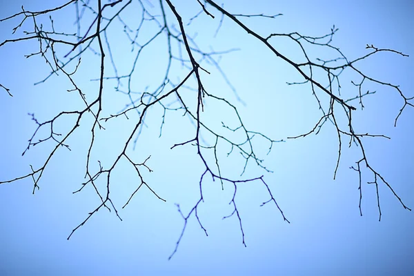 Takken Zonder Bladeren Avonds Herfst Abstracte Seizoensgebonden Achtergrond Verdriet — Stockfoto