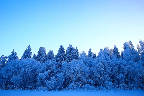 Inverno Paisagem Florestal Coberta Neve Dezembro Natal Natureza Fundo Branco — Fotografia de Stock
