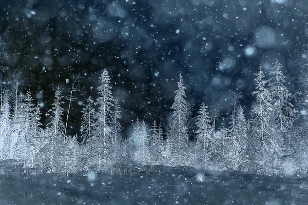 Night Forest Christmas Landscape New Year Evening Snowy Forest — Stock Photo, Image