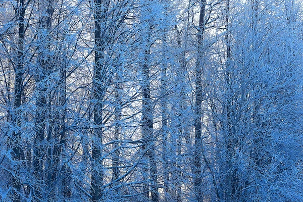 Winter Waldlandschaft Mit Schnee Bedeckt Dezember Weihnachten Natur Weißer Hintergrund — Stockfoto