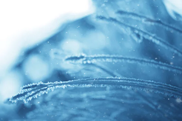 Гілки Покриті Морозним Фоном Абстрактний Пейзаж Сніг Зима Природа Мороз — стокове фото