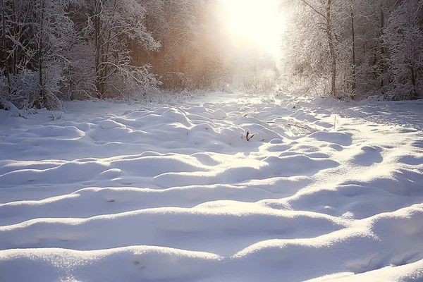 冬の森雪の森の四季折々の美しい景色12月の自然 — ストック写真