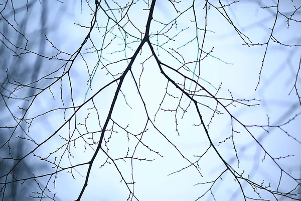 Zweige Ohne Blätter Abendherbst Abstrakte Saisonale Hintergrund Traurigkeit — Stockfoto