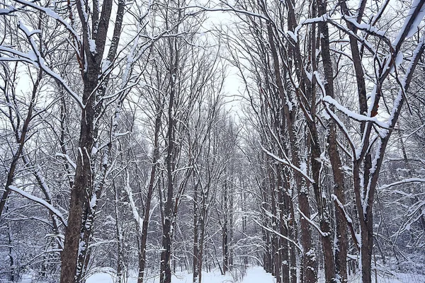 Branches Covered Hoarfrost Background Abstract Landscape Snow Winter Nature Frost — Stock Photo, Image