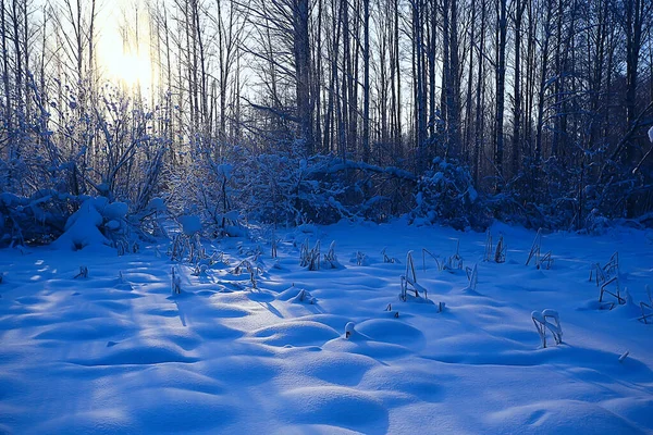 Paisaje Bosque Invierno Estacional Hermosa Vista Bosque Nevado Diciembre Naturaleza —  Fotos de Stock