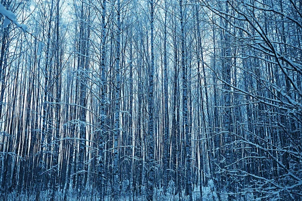 Inverno Paisagem Florestal Coberta Neve Dezembro Natal Natureza Fundo Branco — Fotografia de Stock