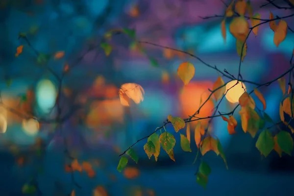 秋夜枝叶阴郁的背景 抽象的季节观念忧郁的压力 — 图库照片