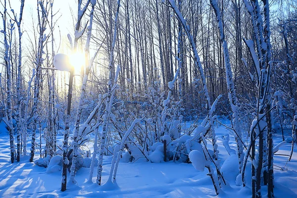 Krajina Zimní Les Sezónní Krásný Výhled Zasněženém Lese Prosinec Příroda — Stock fotografie