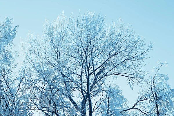 Větve Pokryté Chraplavým Pozadím Abstraktní Krajina Sníh Zima Příroda Mráz — Stock fotografie