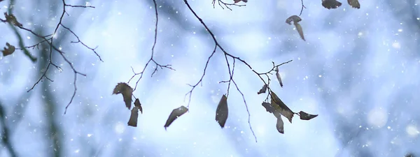 雪花枝条冬天抽象的背景 假日新年 寒冷的天气雪 — 图库照片