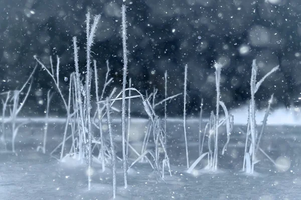 夜晚的森林 圣诞的风景 新年的夜晚 在雪地的森林里 — 图库照片