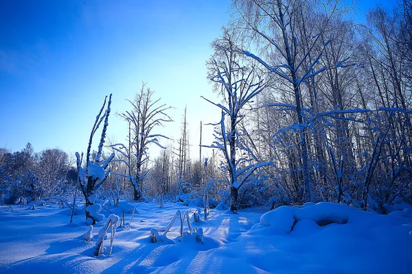 Winter Forest Landscape Covered Snow December Christmas Nature White Background — Stock Photo, Image