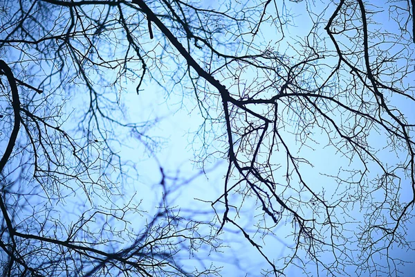 Ramas Sin Hojas Noche Otoño Abstracto Temporada Fondo Tristeza — Foto de Stock