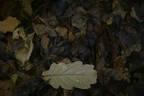 Feuilles Tombées Fond Abstrait Automne Octobre Fond Écran — Photo