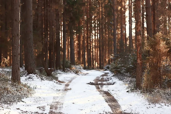 Kış orman manzarası karla kaplı, Aralık noeli doğa beyaz arka plan
