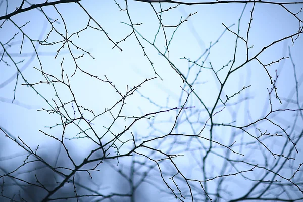 Branches Sans Feuilles Soir Automne Abstrait Fond Saisonnier Tristesse — Photo