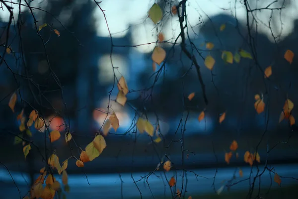 Otoño Tarde Ramas Fondo Sombrío Abstracto Concepto Estacional Tristeza Estrés —  Fotos de Stock