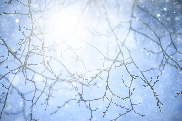 Schneeflocken Zweige Winter Abstrakten Hintergrund Urlaub Neujahr Kaltes Wetter Schnee — Stockfoto
