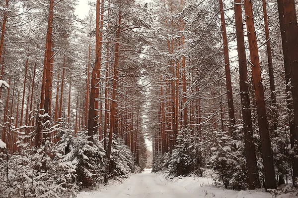 Invierno Bosque Paisaje Cubierto Nieve Diciembre Navidad Naturaleza Fondo Blanco — Foto de Stock