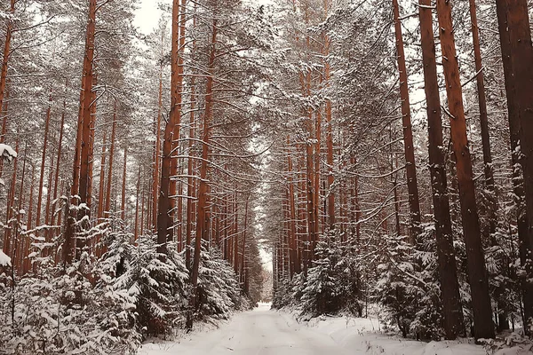 Hiver Forêt Paysage Couvert Neige Décembre Noël Nature Blanc Fond — Photo