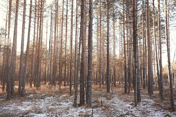 Kış Orman Manzarası Karla Kaplı Aralık Noeli Doğa Beyaz Arka — Stok fotoğraf