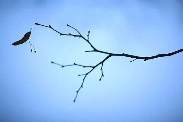 Ramos Sem Folhas Outono Noturno Fundo Sazonal Abstrato Tristeza — Fotografia de Stock