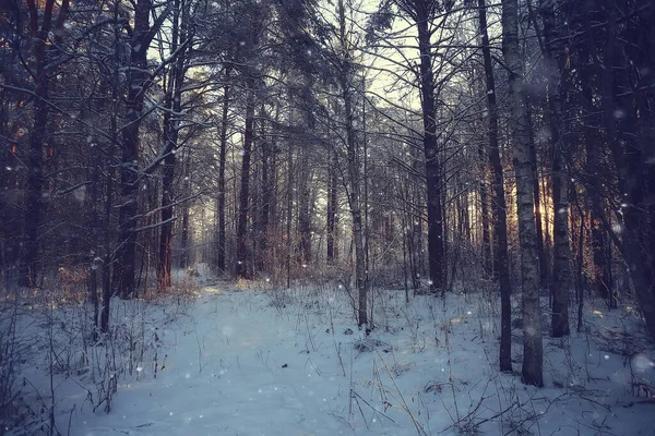 Vinter Skog Landskap Täckt Med Snö December Jul Natur Vit — Stockfoto