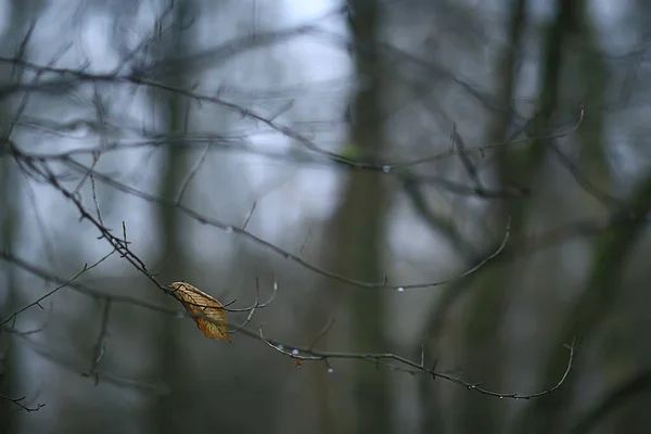 Zweige Ohne Blätter Abendherbst Abstrakte Saisonale Hintergrund Traurigkeit — Stockfoto
