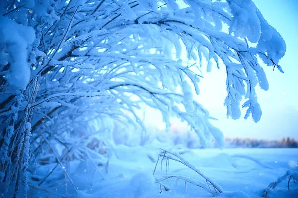 Зимовий Лісовий Пейзаж Вкритий Снігом Грудень Різдво Природа Білий Фон — стокове фото
