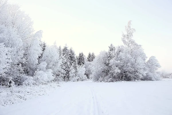 Vinter Skog Landskap Täckt Med Snö December Jul Natur Vit — Stockfoto