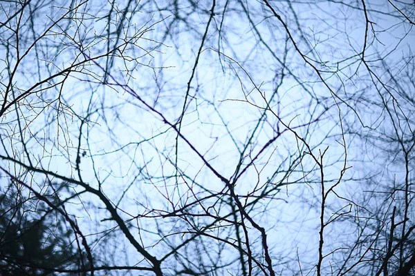 Zweige Ohne Blätter Abendherbst Abstrakte Saisonale Hintergrund Traurigkeit — Stockfoto