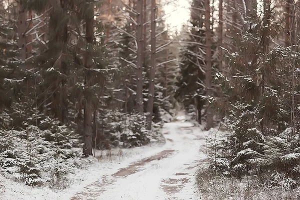 Paisaje Bosque Invierno Estacional Hermosa Vista Bosque Nevado Diciembre Naturaleza —  Fotos de Stock