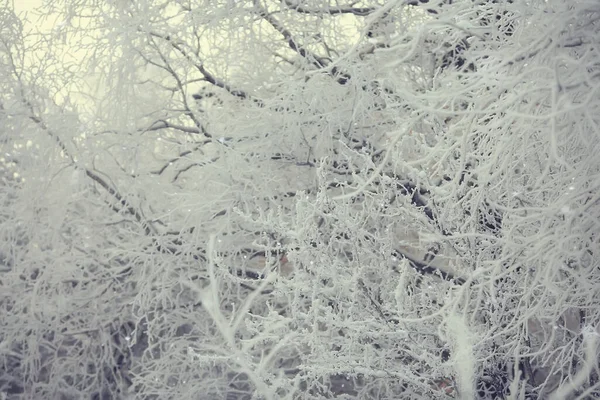 Hiver Forêt Paysage Couvert Neige Décembre Noël Nature Blanc Fond — Photo