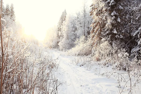 Krajina Zimní Les Sezónní Krásný Výhled Zasněženém Lese Prosinec Příroda — Stock fotografie