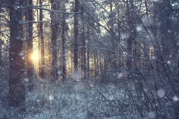 Invierno Bosque Paisaje Cubierto Nieve Diciembre Navidad Naturaleza Fondo Blanco —  Fotos de Stock