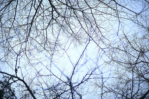 Branches Leaves Evening Autumn Abstract Seasonal Background Sadness — Stock Photo, Image