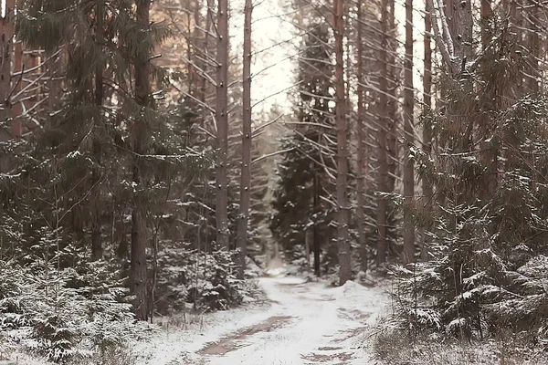 冬季森林景观覆盖着雪 12月的圣诞节自然是白色的背景 — 图库照片