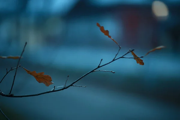 Outono Noite Ramos Fundo Sombrio Conceito Sazonal Abstrato Tristeza Estresse — Fotografia de Stock