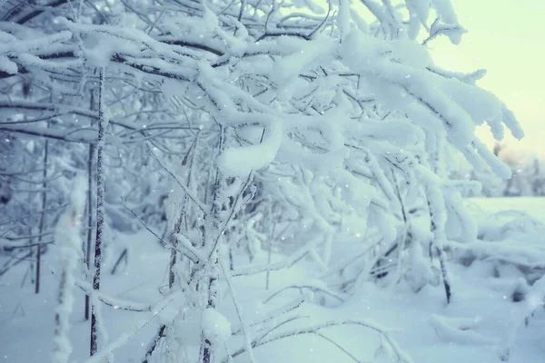 冬季森林景观覆盖着雪 12月的圣诞节自然是白色的背景 — 图库照片