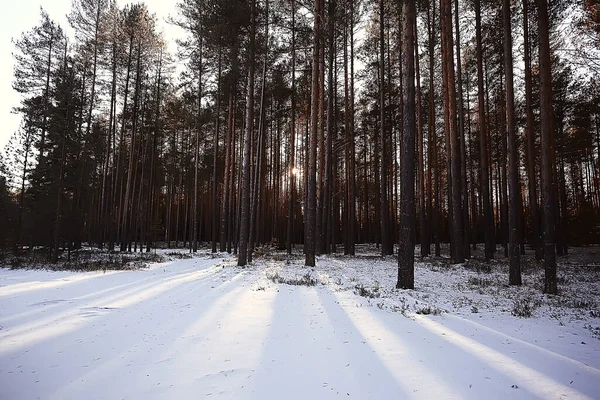 Hiver Forêt Paysage Couvert Neige Décembre Noël Nature Blanc Fond — Photo